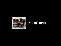 https://floranarista.wixsite.com/yorkiepuppies website