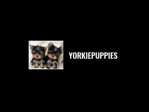 https://floranarista.wixsite.com/yorkiepuppies website